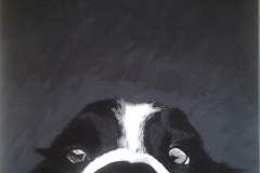 Nieuwschierige-Border-collie