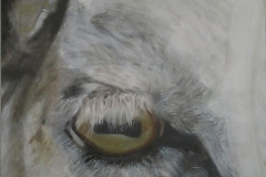 Schaap